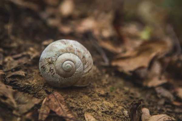 Shell Snail Ground Forest — Stock Photo, Image