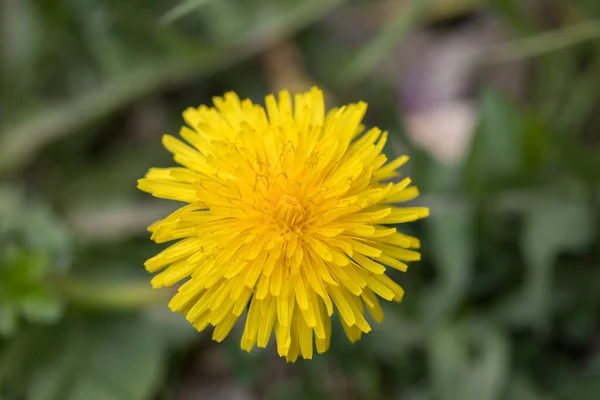 Dandelion Flower Nature Closeup Photo — Stock Photo, Image