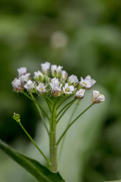 Capsella bursa-pastoris. Çiçek açan otlar. Çiçeğin yakın plan fotoğrafı.