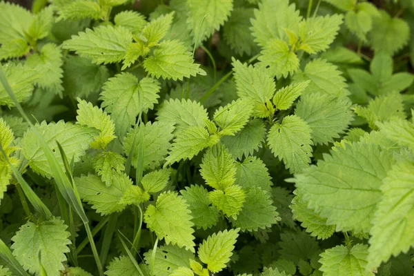 Isırgan otu (Urtica dioica) doğada. Açık hava fotoğrafı