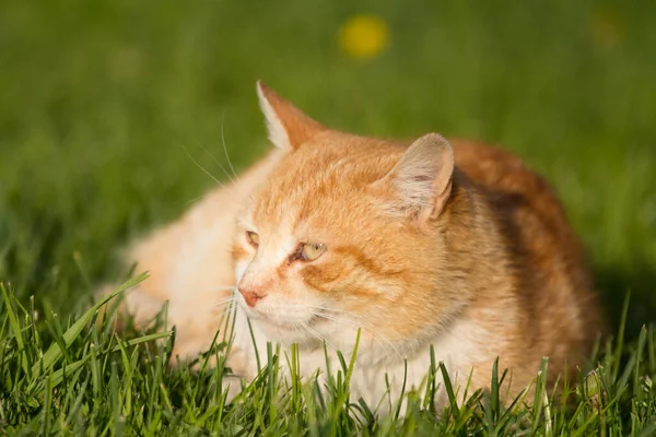 Orange cat lying in green grass