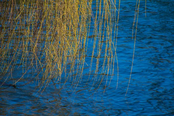 Branches Saule Sur Eau — Photo