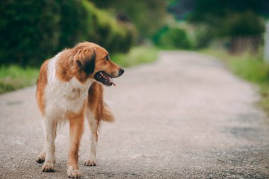 Güzel turuncu beyaz köpek yerel yolda duruyor. Metin için alanı olan bulanık arkaplan