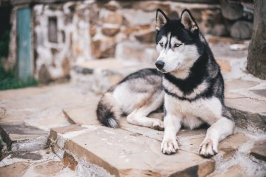 Genç mavi gözlü Sibirya kurdu taşın üstünde