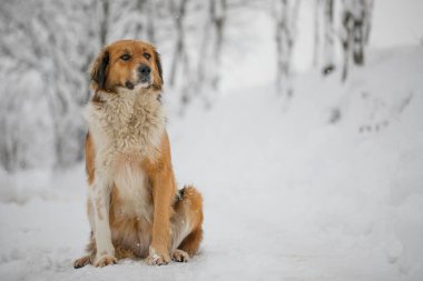 Güzel turuncu beyaz köpek karlı yolda oturuyor.