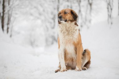 Güzel turuncu beyaz köpek karlı yolda oturuyor.