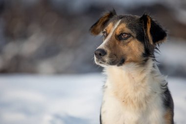 Beyaz karlı arka planı olan güzel genç bir köpeğin portresi.
