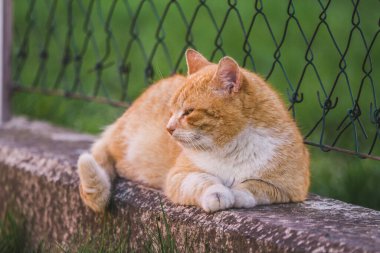 Duvarda yatan büyük turuncu beyaz kedi. Arka planda bulanık çit