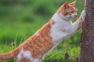 Genç turuncu beyaz kedi ağacın yanında.