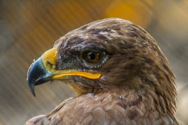 Beyaz kuyruklu kartalın portresi (Haliaeetus albicilla) 