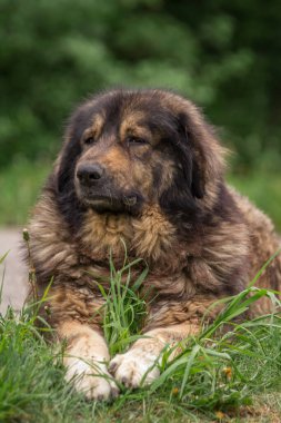 Sarplaninac ve çoban köpeği Sırbistan 'dan geliyor