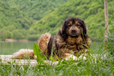 Sarplaninac ve çoban köpeği Sırbistan 'dan geliyor