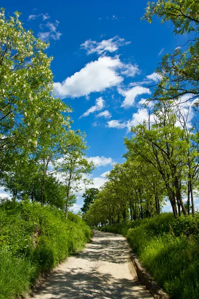 Camino Campo Bosque Cielo Azul Con Nubes — Foto de Stock