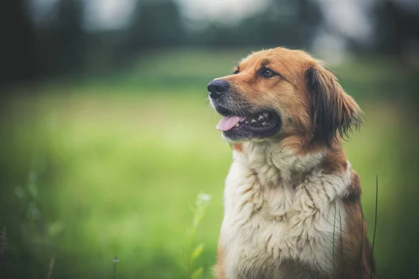 Yeşil çimenlikteki güzel köpek, bulanık arkaplan ve metin için alan