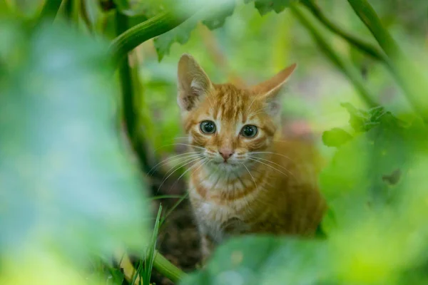 植物に囲まれた美しい若いオレンジの猫 — ストック写真