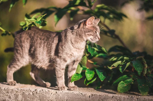 Duvarda güzel gri bir kedi ve arkasında yeşil yapraklar olan bir ağaç.