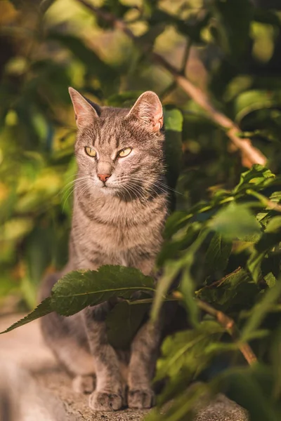 Vacker Grå Katt Väggen Och Träd Med Gröna Blad Bakgrunden — Stockfoto