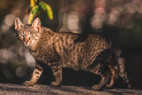 Güzel büyük gri kedi duvarda yürüyor 