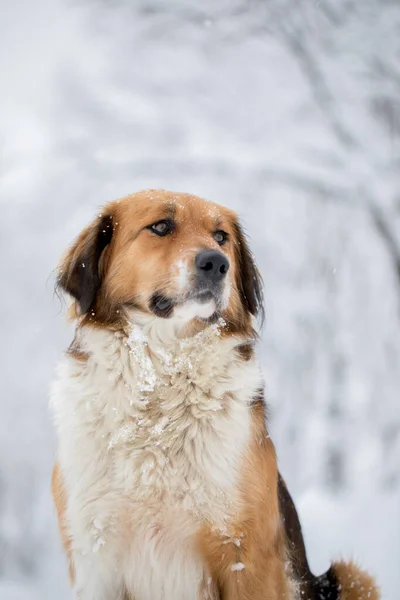 Portrait Beautiful Orange White Dog Snow — Stock Photo, Image