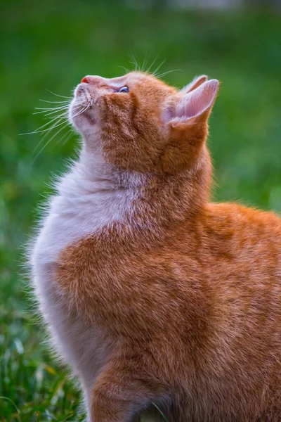 Oranje Witte Kat Kijkt Omhoog — Stockfoto