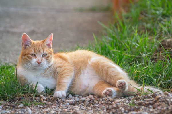 Güzel turuncu beyaz kedi çimenlerde yatıyor.
