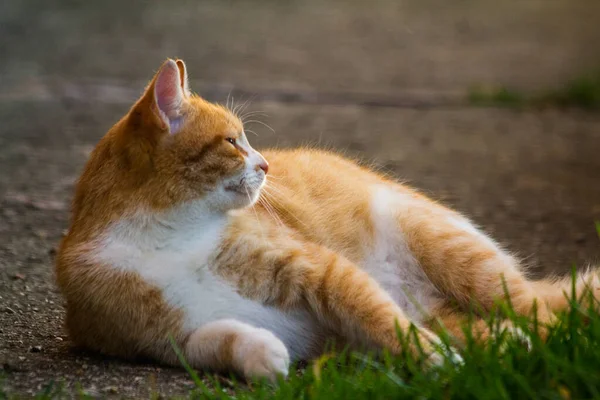 Όμορφη Πορτοκαλί Άσπρη Γάτα Ξαπλωμένη Στο Γρασίδι — Φωτογραφία Αρχείου
