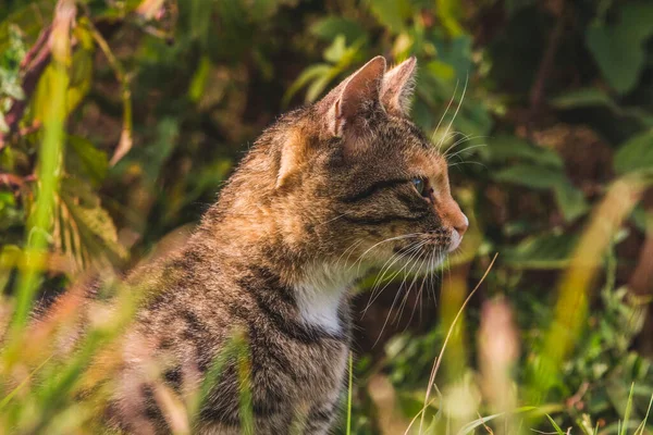 Красива Барвиста Кішка Траві — стокове фото