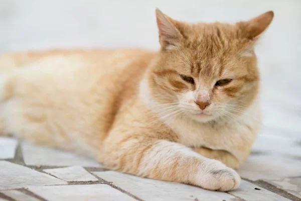 Grote Oranje Kat Liggend Witte Stenen — Stockfoto