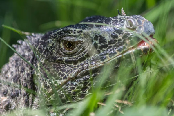 Camdan duvarın arkasındaki hayvanat bahçesinde iguana
