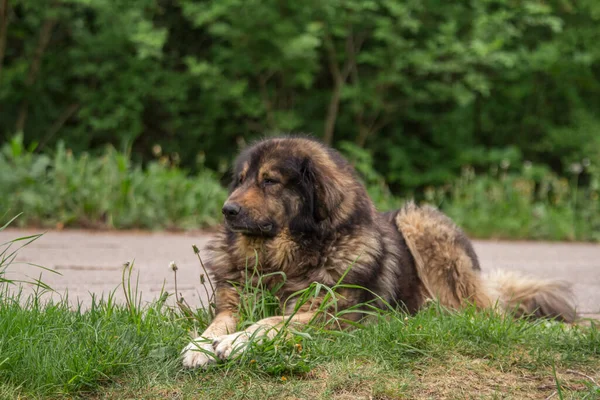 Sarplaninac Rasy Psów Pasterskich Serbii — Zdjęcie stockowe