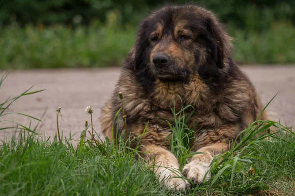 Sarplaninac Shepheard Dog Breeding Serbia — 스톡 사진