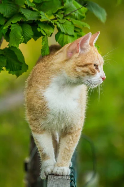 Hermoso Gato Blanco Anaranjado Levanta Valla Madera — Foto de Stock