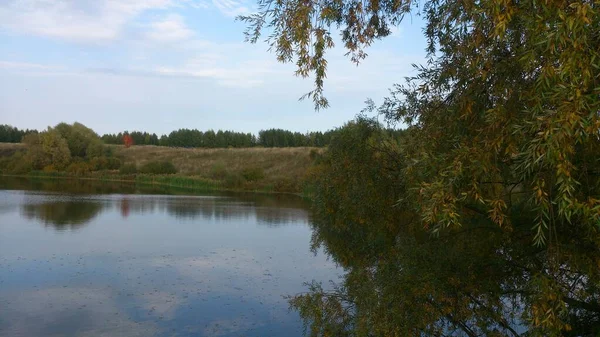 青い空の下 植物に囲まれた秋の湖 — ストック写真