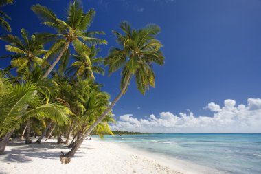 Dominik Cumhuriyeti, Beach Saona Adası