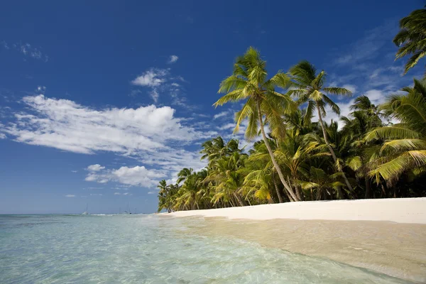 Dominican Republic, Beach on Saona island — Stock Photo, Image