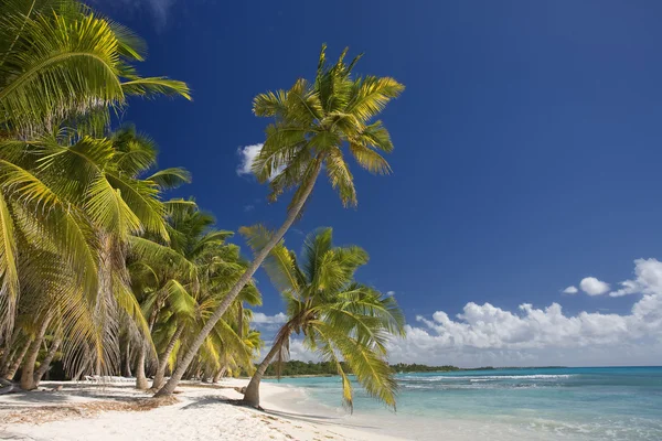 Dominikanska republiken, stranden på ön Saona — Stockfoto