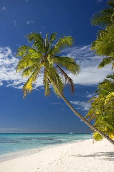 Dominikanska republiken, stranden på ön Saona — Stockfoto