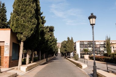 Güney İspanya 'daki Endülüs şehri Almerya' daki mezarlığın kenarlarında ağaçlar olan ana koridor.
