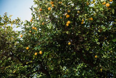 Limonlar limon ağacından toplanmaya hazır.