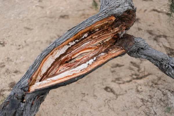 tree trunk split by a lightning