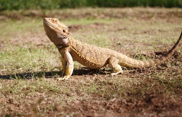 Pogona Reptile Land Duel — Stockfoto