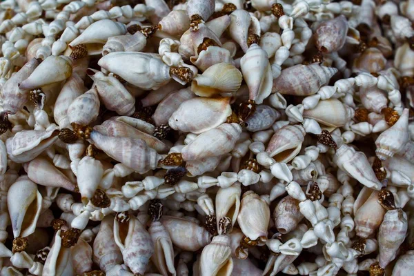 Deniz Kabukları Deniz Salyangozları — Stok fotoğraf