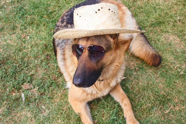 Cane Pastore Tedesco Sdraiato Occhiali Sole Cappello Paglia — Foto Stock