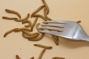 yemek kurtları ya da insan tüketimi entomofobisi için bir molitor.