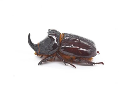 Beyaz zemin üzerinde Avrupa gergedan böceği (Orycles nasicornis)