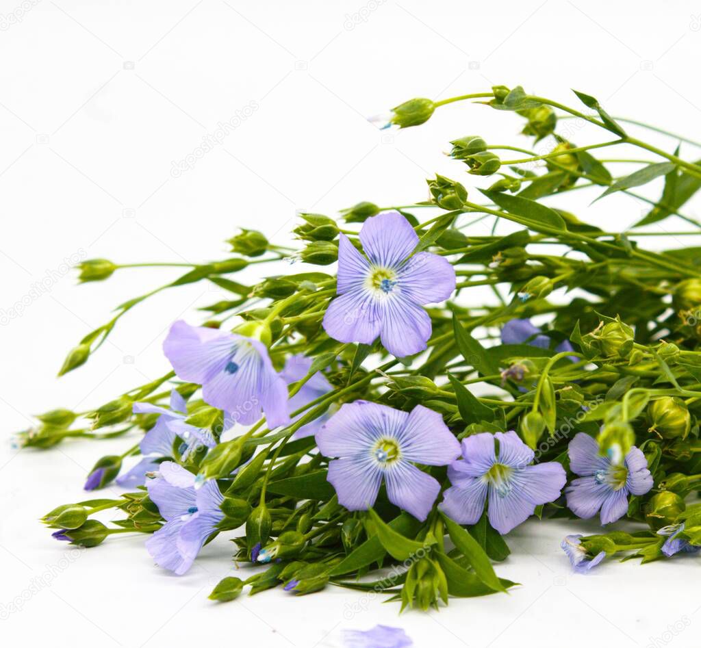 natural blue flax or linseed flowers on a wicker basket and white background on the right side of frame (Linum usitatissimum)