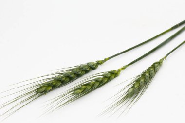 Bir sepetin üzerinde organik tarım kaynaklı üç yeşil buğday dalı ve beyaz bir arkaplan (triticum))