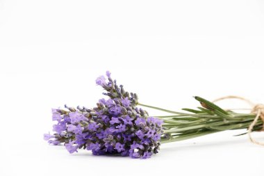 Lavanta dalı, alhucema, sıçrama veya tekil yalıtılmış ve beyaz arkaplan üzerinde (lavantula)