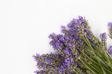Lavanta dalı, alhucema, sıçrama veya tekil yalıtılmış ve beyaz arkaplan üzerinde (lavantula)