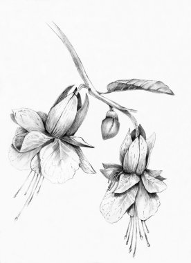 güzel fuşya çiçek